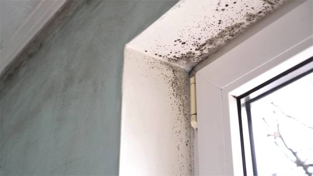 Why You Should Choose Our Mold Remediation Services in Metropolis, IL